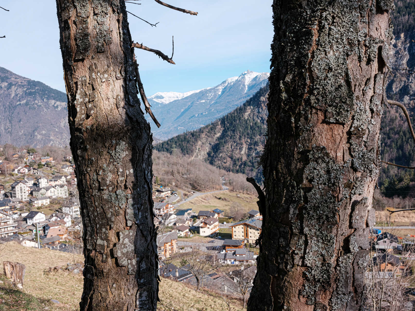 Village entre 2 arbres