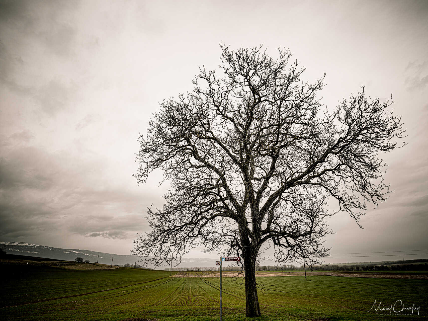 Arbre isolé